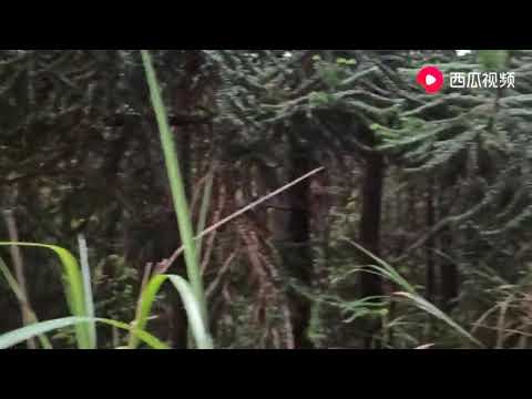 荒山野岭碰上暴雨天气！赶紧溜了！