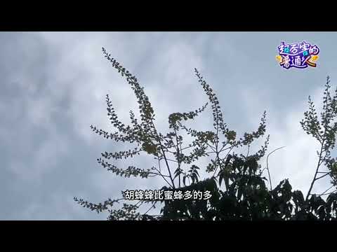 你那里栾树开花上蜂怎么样？称今天天气凉快，光着膀子上山去看看