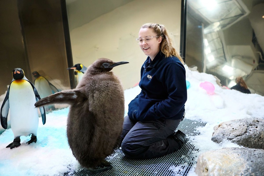 大きな赤ちゃんペンギン人気者に、フワフワの姿で親鳥より背が高く　オーストラリア