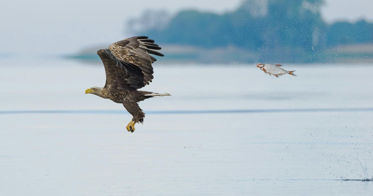 魚跳出水面抓禿鷹？——2024搞笑野生動物攝影獎40張入圍照