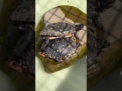 就这天气也能晒爆皮？（2021年自家繁殖的星点龟） #spottedturtle