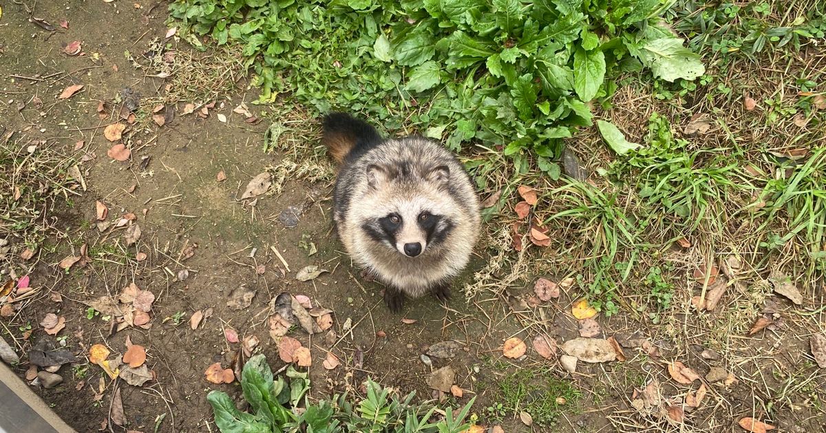 動物園のホンドタヌキがあまりにも「球体」すぎると話題に。「まんまるさんになりましたね」の声