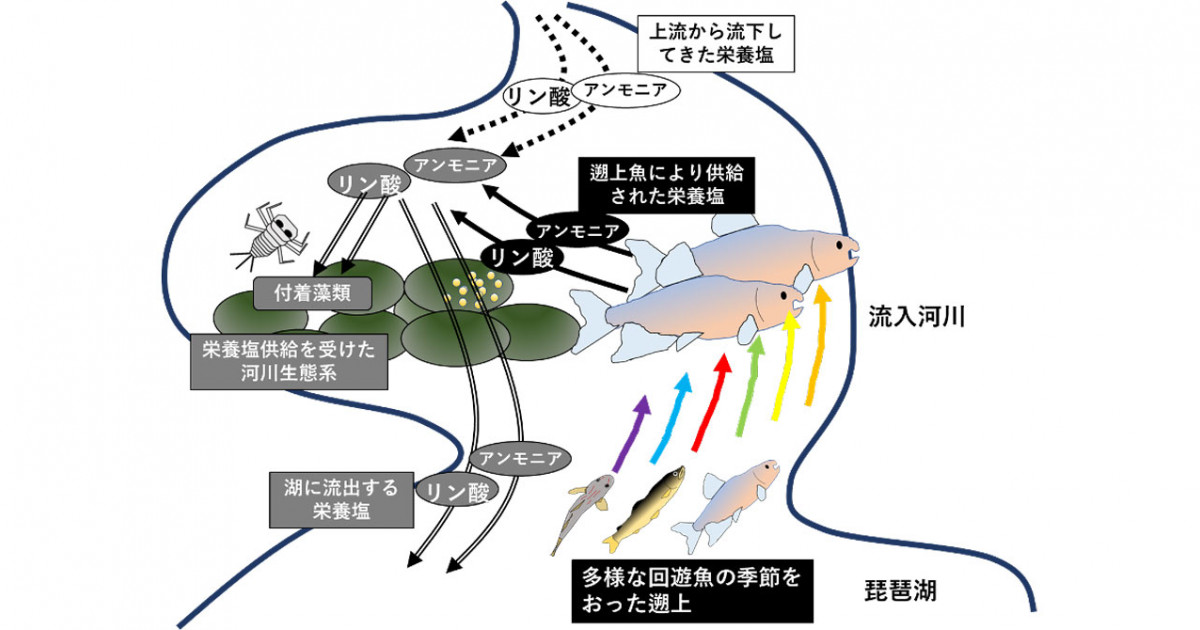 多様な魚の遡上が川の生態系を支えている 回遊魚の「おしっこ」は川の生物の大切な栄養源