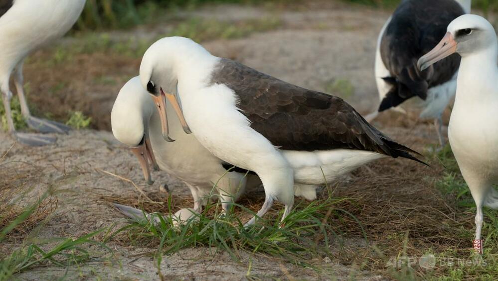 「世界最高齢」のアホウドリ、74歳で再び産卵