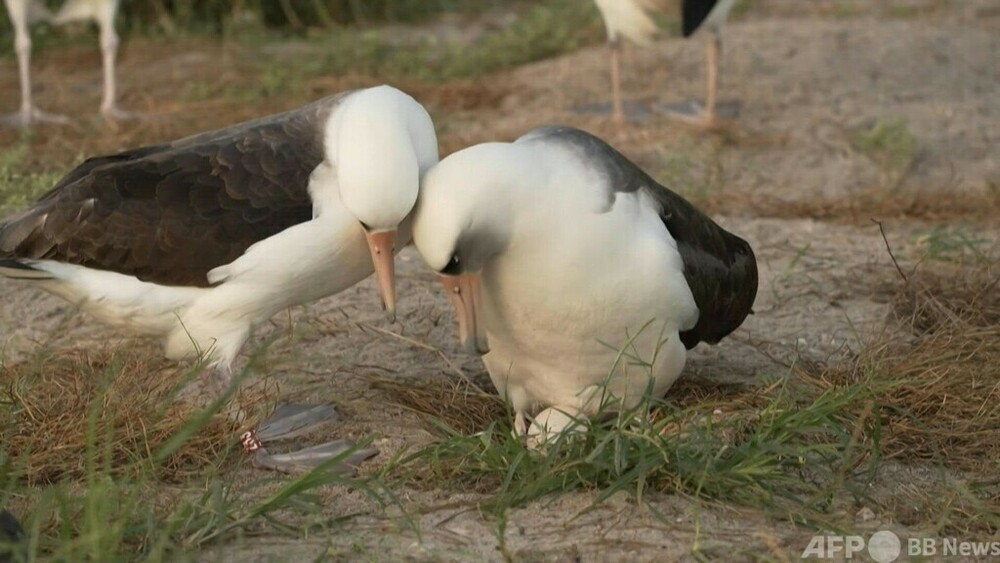 動画：「世界最高齢」のアホウドリ、74歳で再び産卵