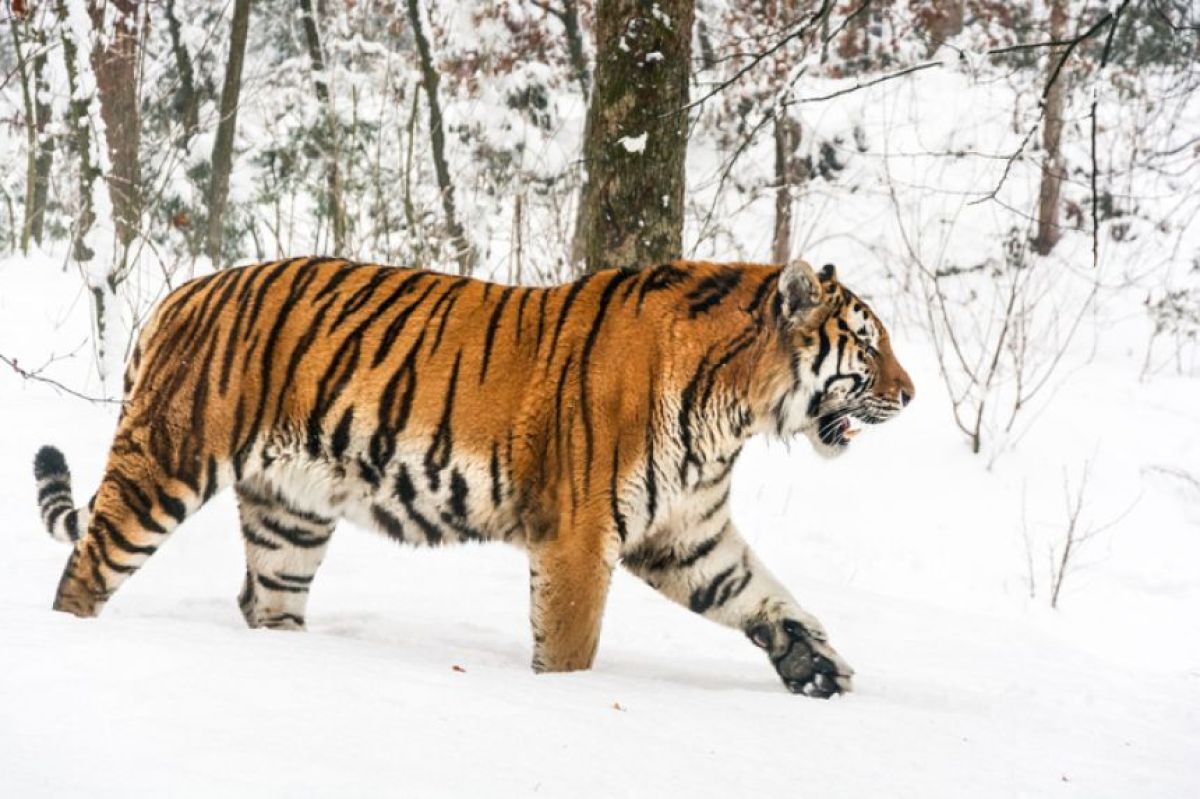 うれしいニュース。絶滅から50年、シベリアトラをロシアの自然に戻すことに成功