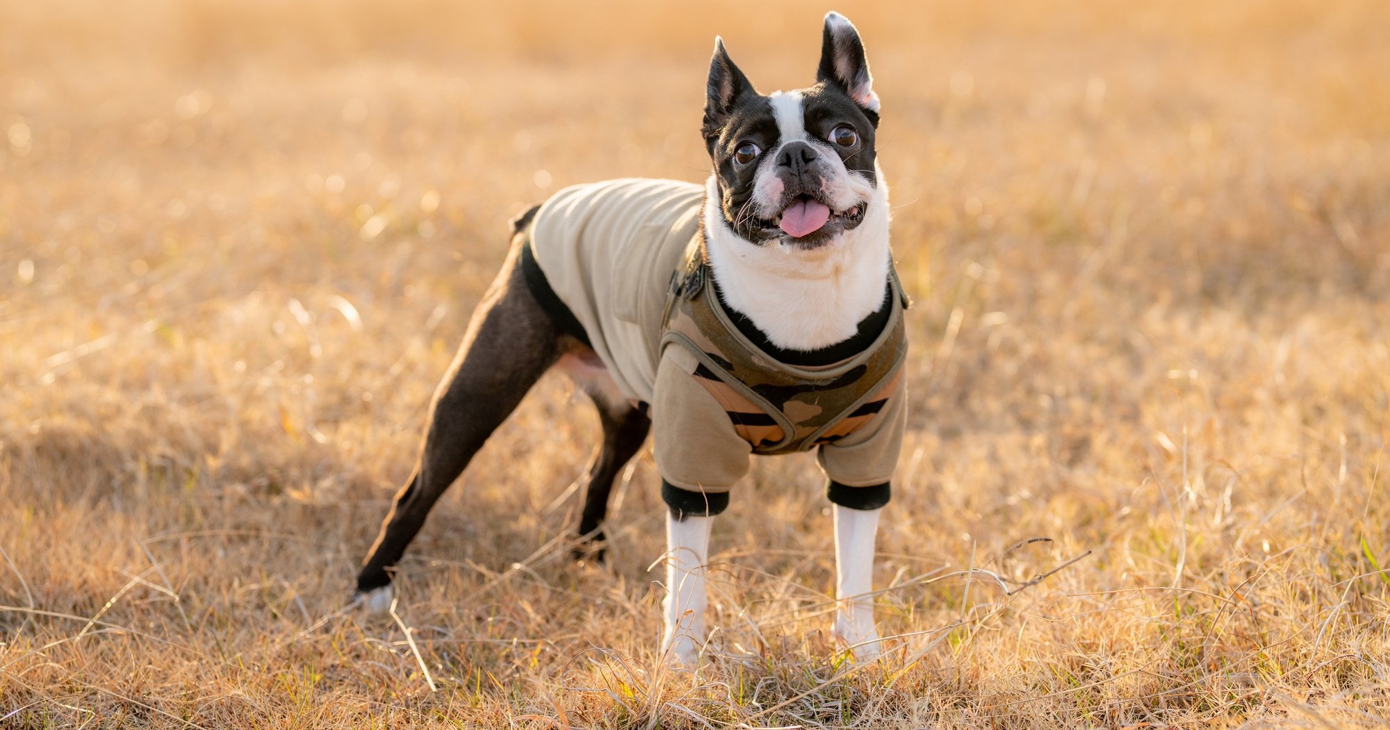 「愛犬家は健康な人が多い」のなぜ、ふだん何気なくやっている意外な習慣とは【日本在住1041人調査】 - ヘルスデーニュース