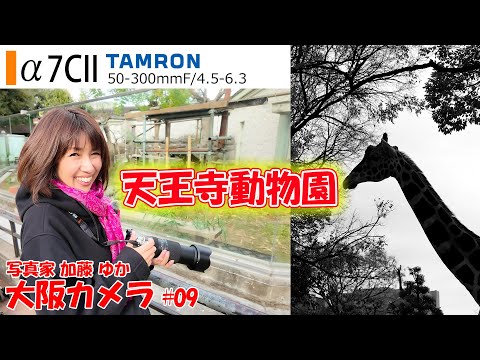 【旅行とa7CII】「大阪天王寺動物園をTAMRON 50-300mm F/4.5-6.3 Di III VC VXDでスナップ撮影」大阪カメラ 幻の第9話 写真家 加藤ゆか 東京カメラ